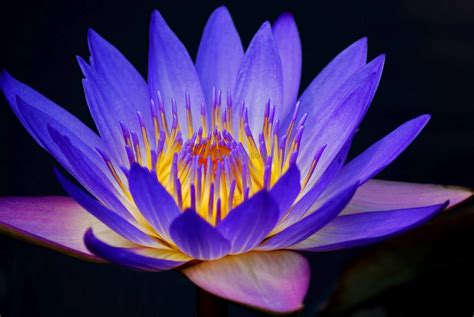 Amazing Water Lily Flower