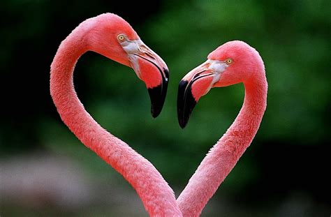 Amazingly Breathtaking Capture Of Flamingos  Photos ...