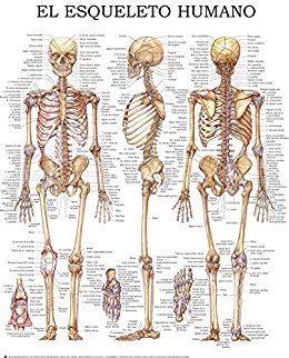 Amazon.com: El esqueleto humano Guía rápida de ...