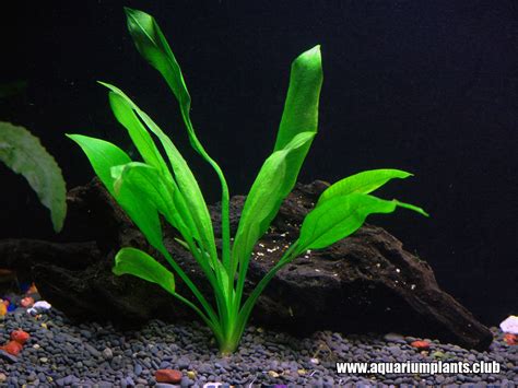 Amazon Echinodorus Bleheri Live Aquarium Plant   Aquarium ...