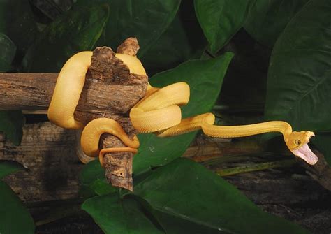 Amazon tree boa   Corallus hortulanus | The World of Animals