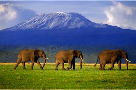 Amboseli National Park – Diani Travel Center
