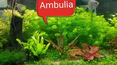 Ambulia. Guía de plantas para Acuarios #1   YouTube