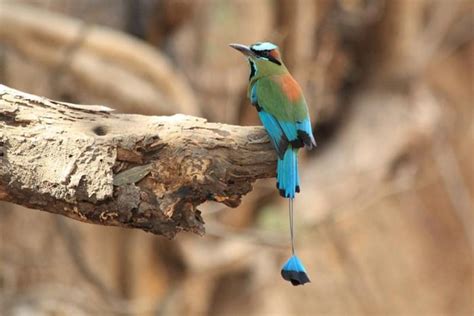 amdavadis4ever Rare, Exotic and Beautiful Bird Species of ...