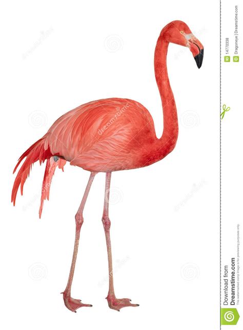American Flamingo Cutout Royalty Free Stock Photos   Image ...