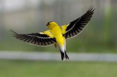 American Goldfinch | Birds of Pennsylvania