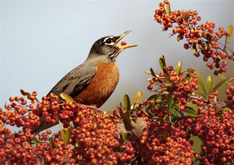 American Robin | Audubon Field Guide