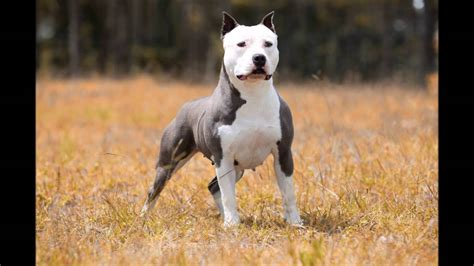 American Staffordshire Terrier   Amstaff Blue Nose   Canil ...