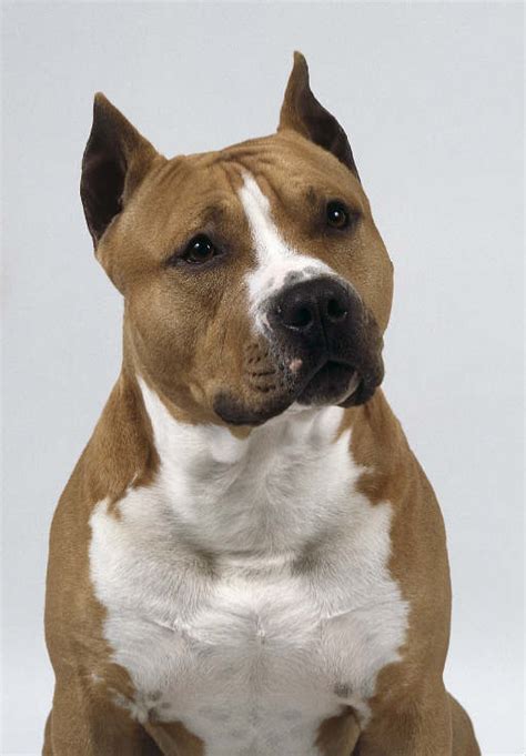 American Staffordshire Terrier | Amstaff: diciembre 2010