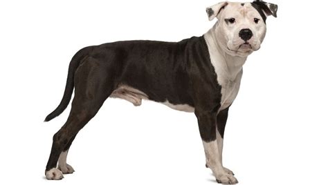 American Staffordshire Terrier Breed Information ...