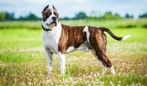 American Staffordshire Terrier Breed Information, Photos ...