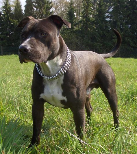 American Staffordshire Terrier Jack photo and wallpaper ...