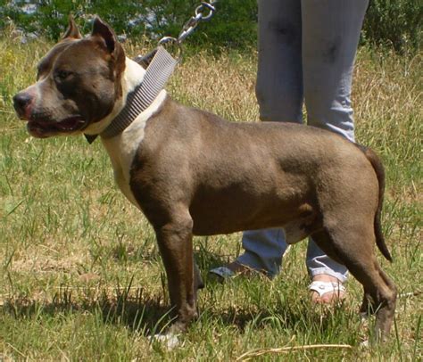 American Staffordshire Terrier Pictures | Wallpapers9