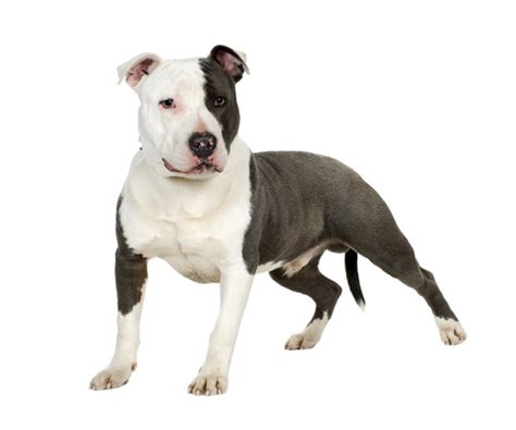 American Staffordshire Terrier | Razas de perro | Royal Canin