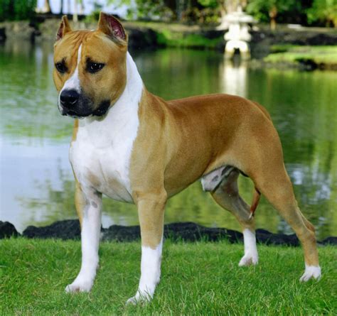 American Staffordshire Terrier   Razas perros | Mascotas