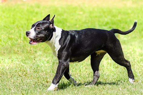 American Staffordshire Terrier Temperament | Cuteness.com