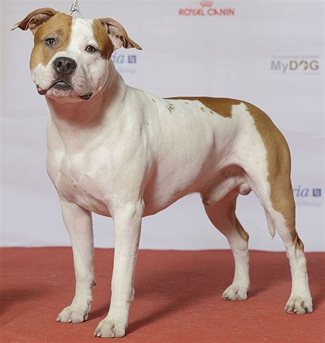American Staffordshire Terrier   Wikipedia