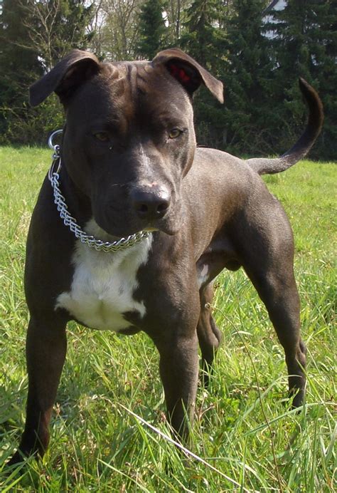 American Staffordshire Terrier   Wikiwand