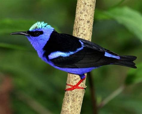 Amezing Tropical Birds ~ Violet Fashion Art
