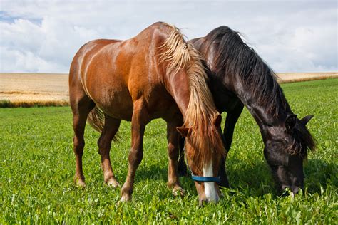 Amino Acids in the Equine Diet | The Equine Nutrition Nerd