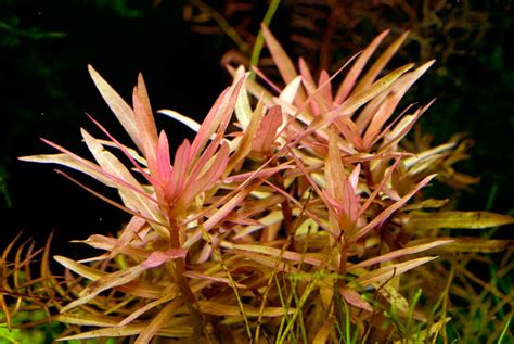 Ammannia Gracilis aquarium plant | AquaTank Rare Aquarium ...