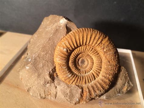 ammonite fosil. perisphinctes. jurasico, teruel   Comprar ...