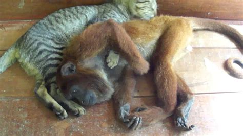 Amor entre gato y mono en la selva peruana   YouTube