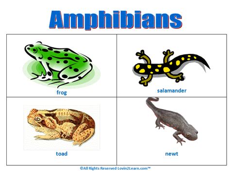 Amphibians | Animals planet