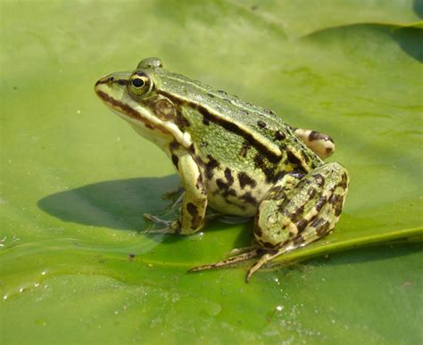 Amphibians Picture Identification Quiz including Frog ...