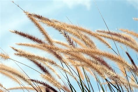 An A Z List of Ornamental Grasses That Grow Well in the Shade