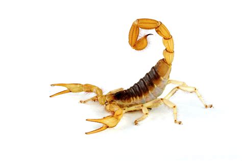 An AZ Monsoon Staple: the Scorpion – AZ Dept. of Health ...