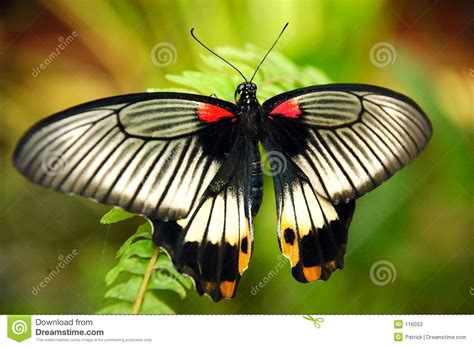 An exotic butterfly. stock image. Image of spring, insect ...