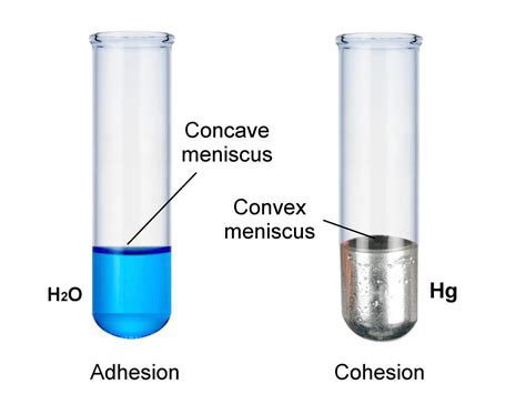 An In depth Comparison of Cohesion Vs. Adhesion