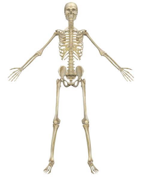 An Introduction to the Skeletal System: Bones and ...