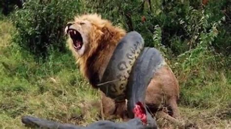 Anaconda Vs Lion Real Fight To Death HD   Animals Fight ...