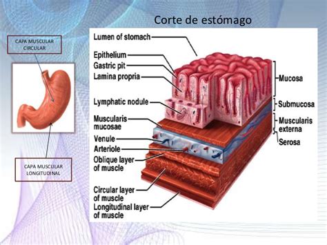 Anatomia Aparato Digestivo