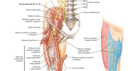Anatomia Blog: Resumen ramos terminales plexo lumbar