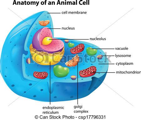 Anatomía, célula, animal. Célula, anatomía, animal ...