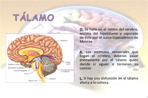 Anatomia cerebro
