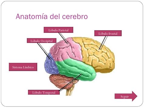 Anatomia cerebro y sistema visual