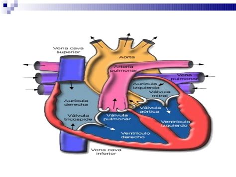 Anatomia corazon 2