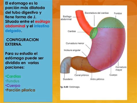 Anatomia de estomago