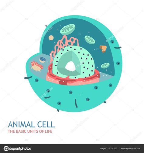 Anatomía de la célula animal — Archivo Imágenes ...