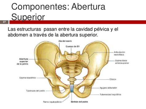 Anatomía de la Pelvis Femenina