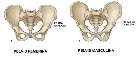 Anatomía de la pelvis femenina y masculina. Suelo pélvico ...