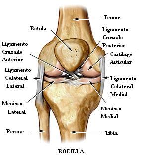 Anatomía de la rodilla | lesiones deportivas y fisioterapia