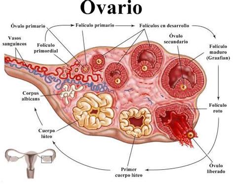 Anatomía de la vagina, útero, trompas de falopio y ovarios