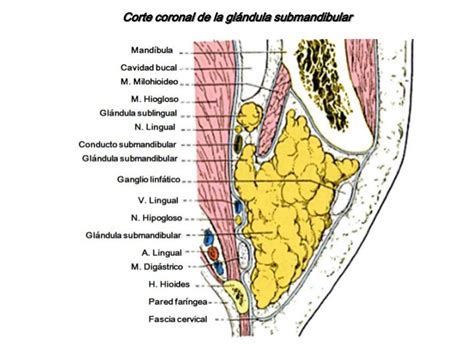 ANATOMIA DE LAS GLANDULAS SALIVALES