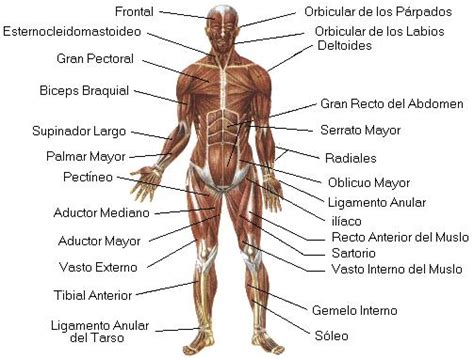 Anatomía de los músculos. Cuerpo humano para aprender