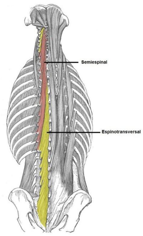 Anatomía de los músculos de la espalda